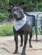 Lady Blue, Betreuungspl. NÖ, Video ACA Seite,